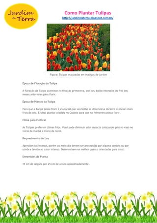 Como Plantar Tulipas
http://jardimdaterra.blogspot.com.br/
Figura: Tulipas matizadas em maciços de jardim
Época de Floração da Tulipa
A floração da Tulipa acontece no final da primavera, pois seu bolbo necessita do frio dos
meses anteriores para florir.
Época de Plantio da Tulipa
Para que a Tulipa possa florir é essencial que seu bolbo se desenvolva durante os meses mais
frios do ano. É ideal plantar o bolbo no Outono para que na Primavera possa florir.
Clima para Cultivar
As Tulipas preferem climas frios. Você pode diminuir este impacto colocando gelo no vaso no
início da manhã e início da noite.
Requerimento de Luz
Apreciam sol intenso, porém ao meio dia devem ser protegidas por alguma sombra ou por
sombra devido ao calor intenso. Desenvolvem-se melhor quanto orientadas para o sul.
Dimensões da Planta
15 cm de largura por 25 cm de altura aproximadamente.
 