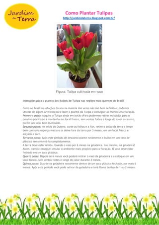 Como Plantar Tulipas
http://jardimdaterra.blogspot.com.br/
Figura: Tulipa cultivada em vaso
Instruções para o plantio dos Bulbos de Tulipa nas regiões mais quentes do Brasil
Como no Brasil as estações do ano na maioria das vezes não são bem definidas, podemos
utilizar de alguns artifícios para fazer o plantio da Tulipa e conseguir ao menos uma floração.
Primeiro passo: Adquira a Tulipa ainda em botão (Para podermos retirar os buldos para o
próximo plantio) e a mantenha em local fresco, sem ventos fortes e longe do calor excessivo,
porém um local bem iluminado.
Segundo passo: No início do Outono, corte as folhas e a flor, retire o bolbo da terra e limpe
bem com uma esponja macia e os deixe fora da terra por 3 meses, em um local fresco e
arejado e seco.
Terceiro passo: Após este período de descanso plante novamente o bulbo em um vaso de
plástico sem enterrá-lo completamente.
A terra deve estar úmida. Guarde o vaso por 6 meses na geladeira. Isso mesmo, na geladeira!
Assim, vamos conseguir simular o ambiente mais propício para a floração. O vaso deve estar
fechado em um saco plástico.
Quarto passo: Depois de 6 meses você poderá retirar o vaso da geladeira e o coloque em um
local fresco, sem ventos fortes e longe do calor durante 2 meses.
Quinto passo: Guarde na geladeira novamente dentro de um saco plástico fechado, por mais 6
meses. Após este período você pode retirar da geladeira e terá flores dentro de 1 ou 2 meses.
 