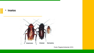 • Insetos
Fonte: Pegada Ambiental, 2012.
 