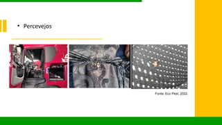 • Percevejos
Fonte: Eco Pest, 2022.
 