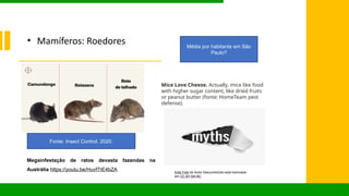 • Mamíferos: Roedores
Fonte: Insect Control, 2020.
Média por habitante em São
Paulo?
Mice Love Cheese. Actually, mice like food
with higher sugar content, like dried fruits
or peanut butter (fonte: HomeTeam pest
defense).
Esta Foto de Autor Desconhecido está licenciado
em CC BY-SA-NC
Megainfestação de ratos devasta fazendas na
Austrália https://youtu.be/Huvf7rE4bZA
 