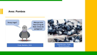 Fonte: Bertolino, 2022.
Columba livia. Fonte:
Mundo Educação
Aves: Pombos
 