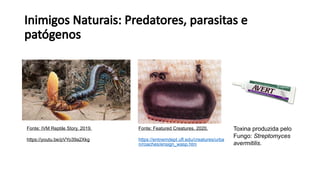 Inimigos Naturais: Predatores, parasitas e
patógenos
Fonte: Featured Creatures, 2020.
https://entnemdept.ufl.edu/creatures/urba
n/roaches/ensign_wasp.htm
Fonte: IVM Reptile Story, 2019.
https://youtu.be/pVYo39a2Xkg
Toxina produzida pelo
Fungo: Streptomyces
avermitilis.
 