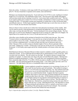 Moringa- an ECHO Technical Note Page 14 
below the surface. It tolerates a wide range of pH (5-9), growing quite well in alkaline conditions up to a pH of 9. We have found that it responds well to mulch, water and fertilizer. 
Moringa is an extremely fast-growing tree. It can reach up to 4 m (15 ft) in a year, reaching an eventual height of 6-15 m (20-50 ft). Roy Danforth in Zaire wrote, "The trees grow more rapidly than papaya, with one three-month old tree reaching 2.4 m (8 ft). I never knew there would be such a tree." The tree in our organic garden grew to about 4 m (15 ft) in 9 months, and had been cut back several times to make it branch out more. It is advisable to prune trees frequently to a shrub form, or they will become lanky and difficult to harvest. If folks begin regularly breaking off tender tips to cook when trees are about 1.3 m (4 or 5 ft) tall, the trees become much bushier. 
Those to whom we have sent the tree in Africa have been pleased at its tolerance of dry weather. Rob Van Os rated its growth, yield and potential as exceptional and added that it "can be planted after the other crops, even near the end of the rains." He has introduced it into several villages already. The first plants grew so well for Gary Shepherd in Nepal that he had us arrange for 1,000 seeds to be shipped. He reports that at five months one was 3.6 m (12 ft) tall and most were 1.8 m (6 ft). 
Alicia Ray wrote a booklet on the moringa (or benzolive) tree in Haiti some time ago. She wrote, "It seems to thrive in impossible places—even near the sea, in bad soil and dry areas. Seeds sprout readily in one or two weeks. Alternatively, one can plant a branch and within a week or two it will have established itself. It is often cut back year after year in fencerows and is not killed. Because of this, in order to keep an abundant supply of leaves, flowers and pods within easy reach, "topping out" is useful. At least once a year one can cut the tree off 3 or 4 feet above the ground. It will readily sprout again and all the valuable products will remain within safe, easy reach." 
Beth Mayhood with Grace Mountain Mission in Haiti wanted to establish a model vegetable garden on a small piece of land. "It was windswept and sun baked with no natural barriers or trees in the area. Soils were poor and very alkaline. The salt content was also high. We started in January to prepare large quantities of compost. In April, holes were dug in the poor soil and filled with compost. Moringa trees planted in seedbeds germinated in 3-4 days. In 9 weeks they were transplanted in between the garden beds, around the edge of the 60 x 75 m (200 x 250 ft) area and in a double row about 1.5 m (5 ft) apart in the middle. The trees protected against the prevailing winds." I saw slides of this spot later, and it was impressive. The light shade of the tree is a considerable help to most vegetables. 
I cannot emphasize enough how important it is to use pruning of some sort. If left to itself, the tree becomes quite tall and lanky. This method of cutting it back to 1.2 m (4 ft) each year sounds good (Fig. 14). One method I tried with some success was to cut each branch back a foot after it had grown 0.6 m (2 ft) until it was a multi-branched shrub. It appears that there is genetic variability that results in some trees that are pruned sending the new branches straight up rather than to the sides. ECHO planted seed from every source in our seed bank looking for trees that have horizontal branching in response to pruning. The Indian variety PKM-2 seems to do best. This also makes it a better shade tree. Alternatively, normal harvesting can have the same effect if begun while the tree is young. Beth Mayhood wrote, "We liked them so much we began picking the growing tips to boil as a spinach several times a week. This picking of the growing tips caused the tree to branch. Our constantly pruned trees became thick-limbed and many-branched." 
Fig 14. Regrowth after cutting back to about 1.2 m (4 ft). Photo by Tim Motis  