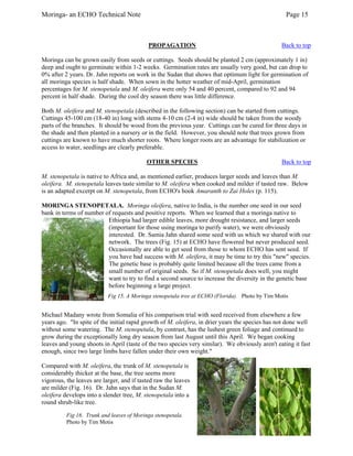 Moringa- an ECHO Technical Note Page 15 
PROPAGATION Back to top 
Moringa can be grown easily from seeds or cuttings. Seeds should be planted 2 cm (approximately 1 in) deep and ought to germinate within 1-2 weeks. Germination rates are usually very good, but can drop to 0% after 2 years. Dr. Jahn reports on work in the Sudan that shows that optimum light for germination of all moringa species is half shade. When sown in the hotter weather of mid-April, germination 
percentages for M. stenopetala and M. oleifera were only 54 and 40 percent, compared to 92 and 94 percent in half shade. During the cool dry season there was little difference. 
Both M. oleifera and M. stenopetala (described in the following section) can be started from cuttings. Cuttings 45-100 cm (18-40 in) long with stems 4-10 cm (2-4 in) wide should be taken from the woody parts of the branches. It should be wood from the previous year. Cuttings can be cured for three days in the shade and then planted in a nursery or in the field. However, you should note that trees grown from cuttings are known to have much shorter roots. Where longer roots are an advantage for stabilization or access to water, seedlings are clearly preferable. 
OTHER SPECIES Back to top 
M. stenopetala is native to Africa and, as mentioned earlier, produces larger seeds and leaves than M. oleifera. M. stenopetala leaves taste similar to M. oleifera when cooked and milder if tasted raw. Below is an adapted excerpt on M. stenopetala, from ECHO's book Amaranth to Zai Holes (p. 115). 
MORINGA STENOPETALA. Moringa oleifera, native to India, is the number one seed in our seed bank in terms of number of requests and positive reports. When we learned that a moringa native to Ethiopia had larger edible leaves, more drought resistance, and larger seeds (important for those using moringa to purify water), we were obviously interested. Dr. Samia Jahn shared some seed with us which we shared with our network. The trees (Fig. 15) at ECHO have flowered but never produced seed. Occasionally are able to get seed from those to whom ECHO has sent seed. If you have had success with M. oleifera, it may be time to try this "new" species. The genetic base is probably quite limited because all the trees came from a small number of original seeds. So if M. stenopetala does well, you might want to try to find a second source to increase the diversity in the genetic base before beginning a large project. 
Fig 15. A Moringa stenopetala tree at ECHO (Florida). Photo by Tim Motis 
Michael Madany wrote from Somalia of his comparison trial with seed received from elsewhere a few years ago. "In spite of the initial rapid growth of M. oleifera, in drier years the species has not done well without some watering. The M. stenopetala, by contrast, has the lushest green foliage and continued to grow during the exceptionally long dry season from last August until this April. We began cooking leaves and young shoots in April (taste of the two species very similar). We obviously aren't eating it fast enough, since two large limbs have fallen under their own weight." 
Compared with M. oleifera, the trunk of M. stenopetala is 
considerably thicker at the base, the tree seems more vigorous, the leaves are larger, and if tasted raw the leaves are milder (Fig. 16). Dr. Jahn says that in the Sudan M. oleifera develops into a slender tree, M. stenopetala into a round shrub-like tree. 
Fig 16. Trunk and leaves of Moringa stenopetala. Photo by Tim Motis  