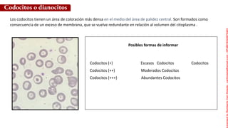 Posibles formas de informar
Los codocitos tienen un área de coloración más densa en el medio del área de palidez central. Son formados como
consecuencia de un exceso de membrana, que se vuelve redundante en relación al volumen del citoplasma .
Codocitos o dianocitos
Codocitos (+) Escasos Codocitos Codocitos
Codocitos (++) Moderados Codocitos
Codocitos (+++) Abundantes Codocitos
Licensed
to
Remberto
Cari
Hojeda
-
carihojeda@gmail.com
-
HP46816324875423
 