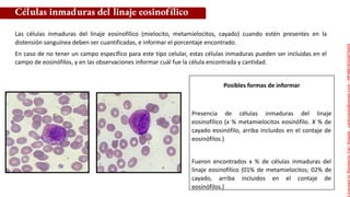 Posibles formas de informar
Células inmaduras del linaje eosinofílico
Las células inmaduras del linaje eosinofílico (mielocito, metamielocitos, cayado) cuando estén presentes en la
distensión sanguínea deben ser cuantificadas, e informar el porcentaje encontrado.
En caso de no tener un campo específico para este tipo celular, estas células inmaduras pueden ser incluidas en el
campo de eosinófilos, y en las observaciones informar cuál fue la célula encontrada y cantidad.
Presencia de células inmaduras del linaje
eosinofílico (x % metamielocitos eosinófilo. X % de
cayado eosinófilo, arriba incluidos en el contaje de
eosinófilos.)
Fueron encontrados x % de células inmaduras del
linaje eosinofílico (01% de metamielocitos; 02% de
cayado, arriba incluidos en el contaje de
eosinófilos.)
Licensed
to
Remberto
Cari
Hojeda
-
carihojeda@gmail.com
-
HP46816324875423
 