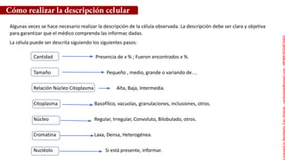 Algunas veces se hace necesario realizar la descripción de la célula observada. La descripción debe ser clara y objetiva
para garantizar que el médico comprenda las informac dadas.
La célula puede ser descrita siguiendo los siguientes pasos:
Cómo realizar la descripción celular
Cantidad Presencia de x % ; Fueron encontrados x %.
Tamaño Pequeño , medio, grande o variando de…
Relación Núcleo Citoplasma Alta, Baja, Intermedia.
Citoplasma Basofílico, vacuolas, granulaciones, inclusiones, otros.
Núcleo Regular, Irregular, Convoluto, Bilobulado, otros.
Cromatina Laxa, Densa, Heterogénea.
Nucléolo Si está presente, informar.
Licensed
to
Remberto
Cari
Hojeda
-
carihojeda@gmail.com
-
HP46816324875423
 