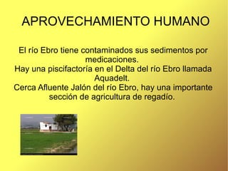 APROVECHAMIENTO HUMANO

 El río Ebro tiene contaminados sus sedimentos por
                    medicaciones.
Hay una piscifactoría en el Delta del río Ebro llamada
                      Aquadelt.
Cerca Afluente Jalón del río Ebro, hay una importante
          sección de agricultura de regadío.
 