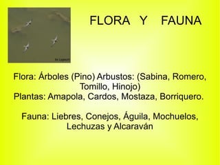 FLORA Y           FAUNA



Flora: Árboles (Pino) Arbustos: (Sabina, Romero,
                 Tomillo, Hinojo)
Plantas: Amapola, Cardos, Mostaza, Borriquero.

  Fauna: Liebres, Conejos, Águila, Mochuelos,
             Lechuzas y Alcaraván
 