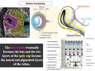 Embryology of eye | PPTX