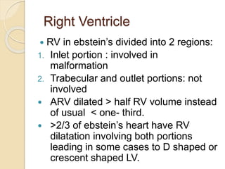 Right Ventricle
 RV in ebstein’s divided into 2 regions:
1. Inlet portion : involved in
malformation
2. Trabecular and outlet portions: not
involved
 ARV dilated > half RV volume instead
of usual < one- third.
 >2/3 of ebstein’s heart have RV
dilatation involving both portions
leading in some cases to D shaped or
crescent shaped LV.
 