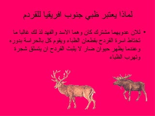 لماذا يعتبر ظبي جنوب افريقيا للقردم للان عدويهما مشترك كان وهما الاسد والفهد لذ لك غالبا ما تختاط اسرة القردح بقطعان الظباء ويقوم كل بالحراسة بدوره وعندما يظهر حيوان ضار لا يلبث القردح ان يتسلق شجرة وتهرب الظباء 