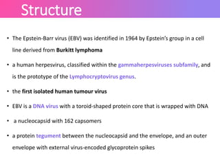 Structure
• The Epstein-Barr virus (EBV) was identified in 1964 by Epstein’s group in a cell
line derived from Burkitt lymphoma
• a human herpesvirus, classified within the gammaherpesviruses subfamily, and
is the prototype of the Lymphocryptovirus genus.
• the first isolated human tumour virus
• EBV is a DNA virus with a toroid-shaped protein core that is wrapped with DNA
• a nucleocapsid with 162 capsomers
• a protein tegument between the nucleocapsid and the envelope, and an outer
envelope with external virus-encoded glycoprotein spikes
 