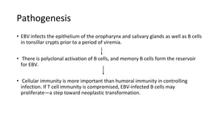 Pathogenesis
• EBV infects the epithelium of the oropharynx and salivary glands as well as B cells
in tonsillar crypts prior to a period of viremia.
• There is polyclonal activation of B cells, and memory B cells form the reservoir
for EBV.
• Cellular immunity is more important than humoral immunity in controlling
infection. If T cell immunity is compromised, EBV-infected B cells may
proliferate—a step toward neoplastic transformation.
 