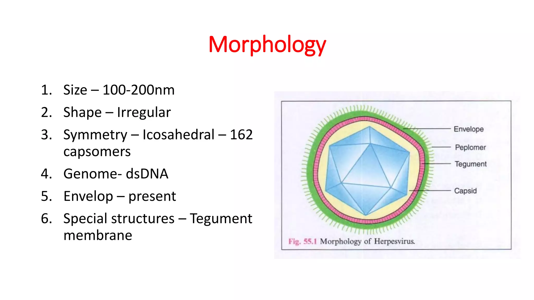 Morphology
1. Size – 100-200nm
2. Shape – Irregular
3. Symmetry – Icosahedral – 162
capsomers
4. Genome- dsDNA
5. Envelop – present
6. Special structures – Tegument
membrane
 