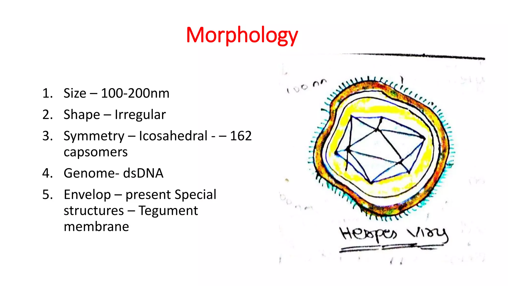 Morphology
1. Size – 100-200nm
2. Shape – Irregular
3. Symmetry – Icosahedral - – 162
capsomers
4. Genome- dsDNA
5. Envelop – present Special
structures – Tegument
membrane
 