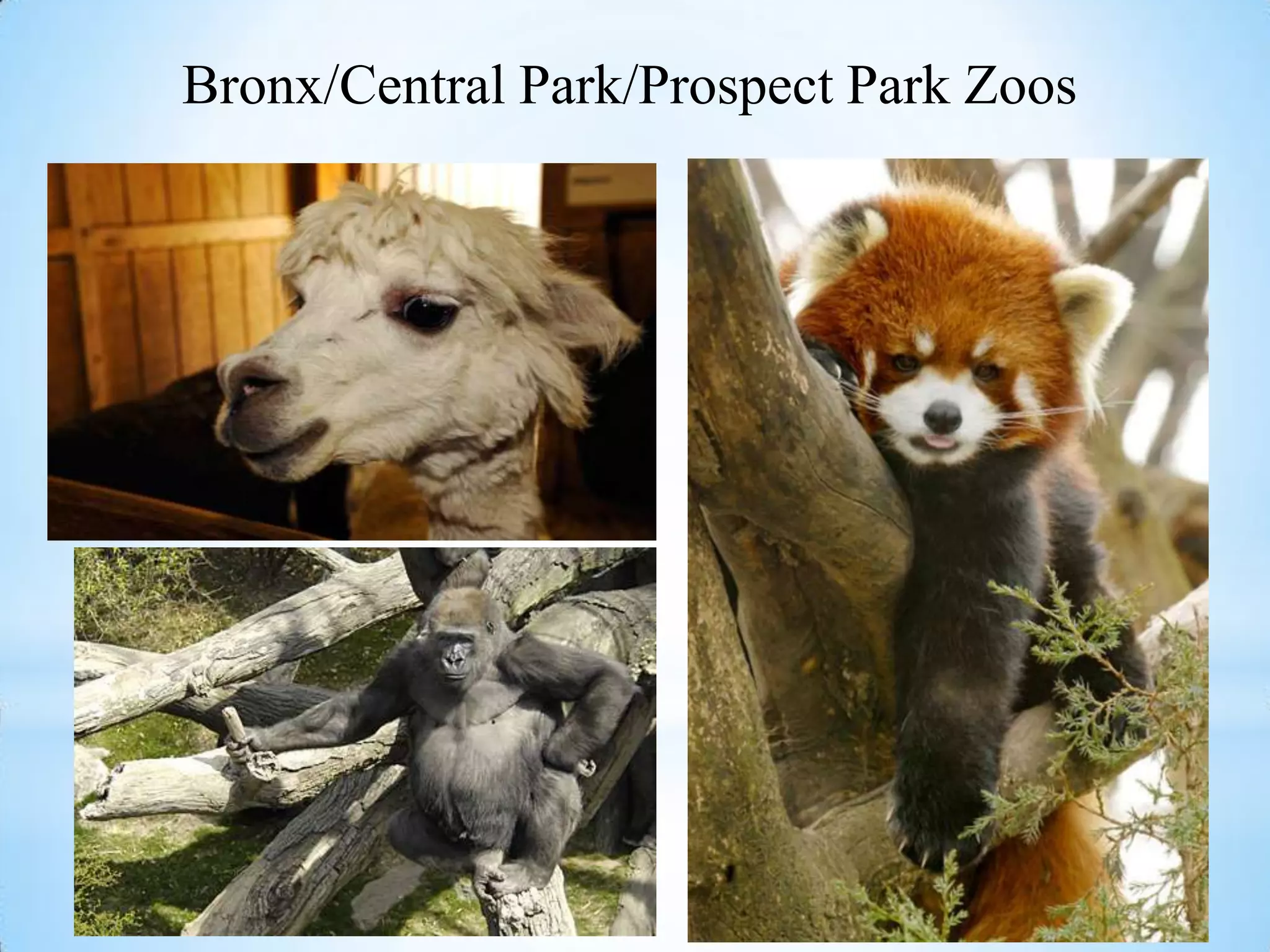 Bronx/Central Park/Prospect Park Zoos
 