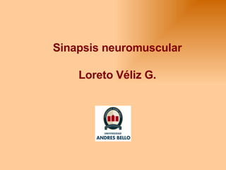 Sinapsis neuromuscular Loreto Véliz G. 