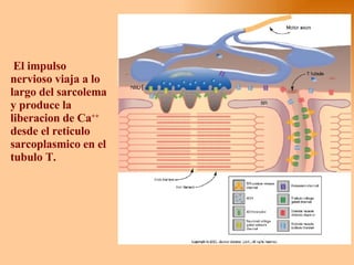 El impulso nervioso viaja a lo largo del sarcolema y produce la liberacion de Ca ++  desde el reticulo sarcoplasmico en el tubulo T. 