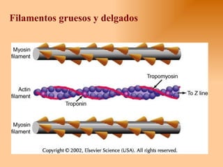 Filamentos gruesos y delgados 