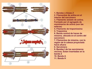 1. Bandas o líneas Z  2. Filamentos de actina en el interior del sarcómero  3. Filamento aislado de actina. Formado por el agregado de monómeros de actina (son las esferas)  4. Filamento de tropomiosina  5. Tropomina  6. Banda central de haces de miosina, ubicada en el centro del sarcómero  7. Filamentos de miosina, con la región de la cabeza proyectada hacia afuera  8. Sarcómero  9. Bandas I de los sarcómeros vecinos. Estan insertadas en la banda Z  10. Banda A  11. Banda H  
