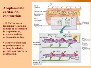 Acoplamiento excitación-contracción El Ca ++  se une a troponina y causa un cambio de posición en la tropomiosina, exponiendo sitios activos en la actina. La fuerte unión que se produce entre la actina y la miosina permite que ocurra la contracción.  