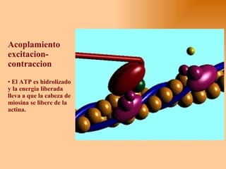 Acoplamiento excitacion-contraccion El ATP es hidrolizado y la energia liberada lleva a que la cabeza de miosina se libere de la actina. 