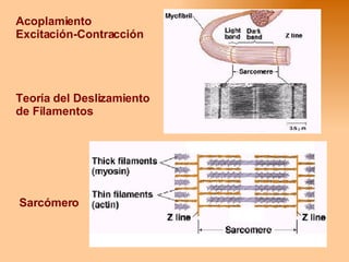 Acoplamiento Excitación-Contracción Teoría del Deslizamiento de Filamentos Sarcómero 