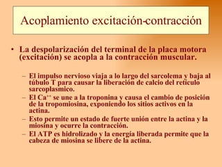 Acoplamiento excitación-contracción La despolarización del terminal de la placa motora (excitación) se acopla a la contracción muscular. El impulso nervioso viaja a lo largo del sarcolema y baja al túbulo T para causar la liberación de calcio del retículo sarcoplasmico.  El Ca ++  se une a la troponina y causa el cambio de posición de la tropomiosina, exponiendo los sitios activos en la actina.  Esto permite un estado de fuerte unión entre la actina y la miosina y ocurre la contracción.  El ATP es hidrolizado y la energía liberada permite que la cabeza de miosina se libere de la actina.  