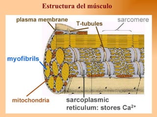 Estructura del músculo 