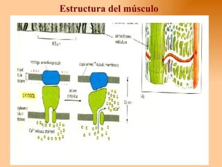 Estructura del músculo 