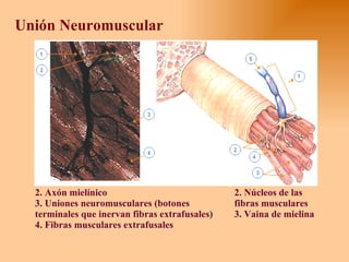 Unión Neuromuscular Núcleos de las fibras musculares  Vaina de mielina  Axón mielínico  Uniones neuromusculares (botones terminales que inervan fibras extrafusales)  Fibras musculares extrafusales  