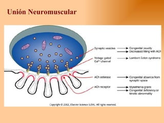 Unión Neuromuscular 