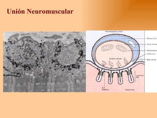 Unión Neuromuscular 
