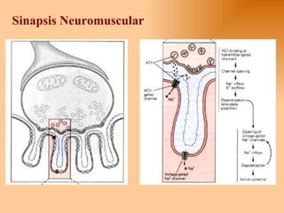 Sinapsis Neuromuscular 