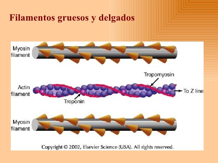 sistema autonomo