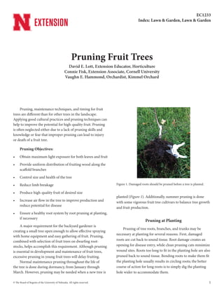 © The Board of Regents of the University of Nebraska. All rights reserved. 1
Pruning, maintenance techniques, and timing for fruit
trees are different than for other trees in the landscape.
Applying good cultural practices and pruning techniques can
help to improve the potential for high-­
quality fruit. Pruning
is often neglected either due to a lack of pruning skills and
knowledge or fear that improper pruning can lead to injury
or death of a fruit tree.
Pruning Objectives:
•	 Obtain maximum light exposure for both leaves and fruit
•	 Provide uniform distribution of fruiting wood along the
scaffold branches
•	 Control size and health of the tree
•	 Reduce limb breakage
•	 Produce high-­
quality fruit of desired size
•	 Increase air flow in the tree to improve production and
reduce potential for disease
•	 Ensure a healthy root system by root pruning at planting,
if necessary
A major requirement for the backyard gardener is
creating a small tree open enough to allow effective spraying
with home equipment and easy gathering of fruit. Pruning,
combined with selection of fruit trees on dwarfing root-
stocks, helps accomplish this requirement. Although pruning
is essential in development and maintenance of fruit trees,
excessive pruning in young fruit trees will delay fruiting.
Normal maintenance pruning throughout the life of
the tree is done during dormancy, from January through
March. However, pruning may be needed when a new tree is
planted (Figure 1). Additionally, summer pruning is done
with some vigorous fruit tree cultivars to balance tree growth
and fruit production.
Pruning at Planting
Pruning of tree roots, branches, and trunks may be
necessary at planting for several reasons. First, damaged
roots are cut back to sound tissue. Root damage creates an
opening for disease entry, while clean pruning cuts minimize
wound sites. Roots too long to fit in the planting hole are also
pruned back to sound tissue. Bending roots to make them fit
the planting hole usually results in circling roots; the better
course of action for long roots is to simply dig the planting
hole wider to accommodate them.
EC1233
Index: Lawn & Garden, Lawn & Garden
Pruning Fruit Trees
David E. Lott, Extension Educator, Horticulture
Connie Fisk, Extension Associate, Cornell University
Vaughn E. Hammond, Orchardist, Kimmel Orchard
Figure 1. Damaged roots should be pruned before a tree is planted.
 