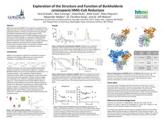 Exploration of the Structure and Function of Burkholderia
cenocepacia HMG-CoA Reductase
Tara Cristallo*, Alex Cumings*, Chad Hicks*, Matt Clark*, Riley Peacock*,
Alexander Walkerǂ, Dr. ChulHee Kangǂ, and Dr. Jeff Watson*
*Department of Chemistry and Biochemistry, Gonzaga University, 502 E. Boone Ave., Spokane WA 99258
and ǂDepartment of Chemistry, Washington State University, Pullman, WA 99164
Abstract
Introduction
Results
References and Acknowledgements
Lawrence, S.H. and Jaffe, E.K. (2008) Biochem. Mol. Biol. Educ. 36(4): 274-283
Schwarz, B.H., Driver, J., Peacock, R.B., Dembinski, H.E., Corson, M.H., Gordon, S.S. and
Watson, J.M. (2014) Biochem. Biophys. Acta 1844: 457-464
This research was supported in part by a grant to Gonzaga University from the Howard
Hughes Medical Institute through the Undergraduate Science Education Program. This
research was supported in part by the Gonzaga Science Research Program. This research
was supported in part by the Gonzaga Science Research Program and the Anna Marie
Ledgerwood Endowment.
HMG-CoA reductase (HMGR) in most organisms catalyzes the key
regulatory step in the reductive biosynthesis of isoprenoids via the
mevalonate pathway. However, the opportunistic lung pathogen
Burkholderia cenocepacia lacks the other enzymes of the
mevalonate pathway and uses its HMGR oxidatively as part of an
unknown metabolic pathway. B. cenocepacia HMGR (BcHMGR)
also exhibits many properties characteristic of a morpheein, in
which the enzymatic activity is regulated by a complex equilibrium
between quaternary structures that each possess different
intrinsic levels of enzyme activity. The equilibrium between states
is controlled by changes in ligand concentration, enzyme
concentration, and solution pH.
HMGR in most organisms catalyzes the reversible four-electron
reduction of the thioester HMG-CoA to the primary alcohol
mevalonate, using NAD(P)H as the hydride carrier.
BcHMGR and at least one other bacterial HMGR preferentially
catalyze the oxidation of mevalonate to HMG-CoA. However,
BcHMGR exhibits kinetic and structural behavior characteristic of a
morpheein protein. In the morpheein model of allostery
(Lawrence and Jaffe, 2008), a homooligomeric protein dissociates
into a lower order state, undergoes a tertiary structure change,
and reassembles into a different, nonadditive quaternary form
(Figure 1a). These quaternary forms exhibit different levels of
enzymatic activity, leading to unusual kinetic behavior (Figure 1b,
Schwarz et al. 2014) due to the presence of multiple states of the
enzyme in solution. The equilibrium between the multiple
oligomeric states can be governed by many factors, including
ligand/substrate concentration, enzyme concentration and
solution pH. In addition, morpheeins often exhibit more than one
enzymatic activity.
O
O OHCH3
O
SCoA O
O CH3 OH OH
SCoA O
O CH3 OH O
H O
O CH3 OH OH
H
(R)-mevalonate
NAD(P)+
(S)-HMG-CoA [mevaldyl-CoA] [mevaldehyde]
NAD(P)H
NAD(P)+
NAD(P)H
CoASH
Figure 1: The morpheein model of allostery. (A) Schematic of a
morpheein protein. Multiple oligomeric states are present at once, in
equilibrium with one another. (B) The presence of multiple active states
in solution leads to multiple saturation kinetic behavior (shown for
BcHMGR)
A B
Figure 2: Size exclusion chromatography of BcHMGR. (A) Effect of pH on oligomeric
distribution. Peaks correspond to 18-mer, nonamer and hexamer from left to right,
respectively. All runs utilized 6 mg/mL BcHMGR. (B) 100 μL of 4.014 mg/mL BcHMGR was
qualitatively analyzed at pH 7.5. Three unique oligomeric states are evident on the
spectrum (three green peaks) of which further characterization must be done to
quantitatively identify each state.
Figure 3: Effect of purine nucleotides on BcHMGR. (A) Intrinsic tryptophan fluorescence
of BcHMGR (0.5 mg/mL) vs. ligand concentration at pH 7.5. GTP and GDP result in near
total quenching of fluorescence at 5 mM ligand. (B) Intrinsic tryptophan fluorescence of
BcHMGR (0.5 and 1.0 mg/mL) vs. ligand concentration at pH 9. Similar to results obtained
at pH 7.5, GTP condition results in near total quenching of fluorescence as low as 3.7 mM
ligand.
A B
C
Figure 4: Crystal structures of BcHMGR, pH 7.5 + 10 mM CoA. (A) Asymmetric unit. Three
monomers of BcHMGR form the asymmetric unit of a dimer plus one monomer. (B)
Asymmetric unit. Coenzyme A is bound to one monomer, while ADP is bound to a second
monomer. The third remains empty in this structure. (C) Crystallographic hexamer.
Symmetry-related chains are shown in bright blue.
pH
Ligands
Added
Ligands
Present
Resolution
7.5 10 mM CoA
CoA (1),
ADP? (1)
2.05 Å
8.3 10 mM GTP
CoA (3),
NDP (2)
2.8 Å
9.0
10 mM CoA,
10 mM GTP
CoA (3),
GTP (1),
NDP (2)
2.3 Å
A B
Figure 4: GTPase activity of BcHMGR measured by luciferase luminescence. The
presence of GTP leads to luminescence. Luminescence of the enzyme-present reaction
is compared to the luminescence of a positive control enzyme-absent reaction to give
a relative luminescence. Higher GTPase activity is depicted by lower rel.
luminescence. (A) GTPase activity of 1.00 mg/mL BcHMGR in the presence and
absence of mevalonate and NAD+. (B) GTPase activity of 0.25 mg/mL BcHMGR in the
presence and absence of mevalonate and NAD+.
Future plans include calibrating the SEC-MALS instrument to minimize error in order to
characterize oligomers of BcHMGR. Samples of purified protein under different conditions
varying pH, protein concentration, presence of substrates (NAD+, coenzyme A (CoA),
mevalonate) and ligands (GTP, GDP, ATP and ADP) will also be investigated. Fluorescence
experiments will be conducted to explore the effects of NAD+, NADH, and GDP on BcHMGR at
pH 9. Further GTPase activity of BcHMGR will be studied in the presence of different
combinations of mevalonate, NAD+, and CoA. Enzyme hydrolysis and free phosphate
production of GDP, ADP, and ATP will also be explored.
Future Work
A B
A B
 