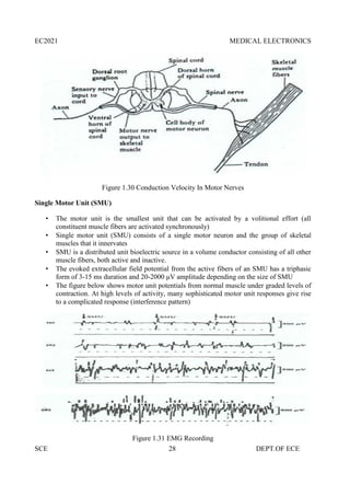 EC2021 MEDICAL ELECTRONICS
SCE 28 DEPT.OF ECE
Figure 1.30 Conduction Velocity In Motor Nerves
Single Motor Unit (SMU)
 The motor unit is the smallest unit that can be activated by a volitional effort (all
constituent muscle fibers are activated synchronously)
 Single motor unit (SMU) consists of a single motor neuron and the group of skeletal
muscles that it innervates
 SMU is a distributed unit bioelectric source in a volume conductor consisting of all other
muscle fibers, both active and inactive.
 The evoked extracellular field potential from the active fibers of an SMU has a triphasic
form of 3-15 ms duration and 20-2000 μV amplitude depending on the size of SMU
 The figure below shows motor unit potentials from normal muscle under graded levels of
contraction. At high levels of activity, many sophisticated motor unit responses give rise
to a complicated response (interference pattern)
Figure 1.31 EMG Recording
 