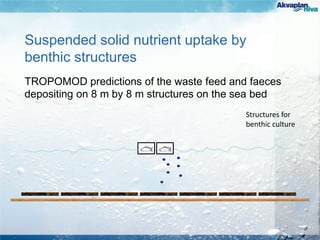 Suspended solid nutrient uptake by
benthic structures
TROPOMOD predictions of the waste feed and faeces
depositing on 8 m by 8 m structures on the sea bed
Structures for
benthic culture
 