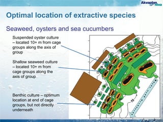 Optimal location of extractive species
Seaweed, oysters and sea cucumbers
Shallow seaweed culture
– located 10+ m from
cage groups along the
axis of group
Benthic culture – optimum
location at end of cage
groups, but not directly
underneath
Suspended oyster culture
– located 10+ m from cage
groups along the axis of
group
 