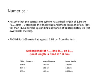 Numerical:
• Assume that the cornea-lens system has a focal length of 1.80 cm
(0.0180 m). Determine the image size and image location of a 6-foot
tall man (1.83 m) who is standing a distance of approximately 10 feet
away (3.05 meters).
• ANSWER: -1.09 cm tall at approx. 1.81 cm from the lens
Object Distance Image Distance Image Height
1.00 m 1.83 cm 3.35 cm
3.05 m 1.81 cm 1.09 cm
100 m 1.80 cm 0.329 cm
Dependence of himage and dimage on dobject
(focal length is fixed at 1.8 cm)
 