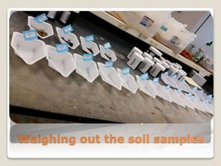 Weighing out the soil samples
 