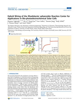 Hybrid Wiring of the Rhodobacter sphaeroides Reaction Center for
Applications in Bio-photoelectrochemical Solar Cells
Houman Yaghoubi,*,†,‡,§
Zhi Li,∥
Daniel Jun,#
Evan Lafalce,⊥
Xiaomei Jiang,⊥
Rudy Schlaf,∥
J. Thomas Beatty,#
and Arash Takshi*,†
†
Bio/Organic Electronics Lab, Department of Electrical Engineering, ‡
Department of Chemistry, §
Nanotechnology Research and
Education Center, ∥
Surface Science Lab, Department of Electrical Engineering, and ⊥
Soft Semiconducting Materials and Devices Lab,
Department of Physics, University of South Florida, Tampa, Florida 33620, United States
#
Department of Microbiology and Immunology, The University of British Columbia, 2350 Health Sciences Mall, Vancouver, BC V6T
1Z3, Canada
*S Supporting Information
ABSTRACT: The growing demand for nonfossil fuel-based energy production has drawn attention to the utilization of natural
proteins such as photosynthetic reaction center (RC) protein complexes to harvest solar energy. The current study reports on an
immobilization method to bind the wild type Rhodobacter sphaeroides RC from the primary donor side onto a Au electrode using
an immobilized cytochrome c (cyt c) protein via a docking mechanism. The new structure has been assembled on a Au electrode
by layer-by-layer deposition of a carboxylic acid-terminated alkanethiol (HOOC (CH2)5S) self-assembled monolayer (SAM), and
layers of cyt c and RC. The Au|SAM|cyt c|RC working electrode was applied in a three-probe electrochemical cell where a peak
cathodic photocurrent density of 0.5 μA cm−2
was achieved. Further electrochemical study of the Au|SAM|cyt c|RC structure
demonstrated ∼70% RC surface coverage. To understand the limitations in the electron transfer through the linker structure, a
detailed energy study of the SAM and cyt c was performed using photochronoamperometry, ellipsometry, photoemission
spectroscopy, and cyclic voltammetry (CV). Using a simple rectangle energy barrier model, it was found that the electrode work
function and the large barrier of the SAM are accountable for the low conductance in the devised linker structure.
1. INTRODUCTION
The increasing demand for the production of energy without a
direct link to combustion of a fossil fuel and the accompanying
production of CO2 has brought attention to the deployment of
biomolecules for fabrication of biophotoelectrochemical cells.
The biophotoelectrochemical cell uses technologies that exploit
biomimetic means of energy conversion by utilizing plant-
derived photosystems.1,2
Diﬀerent types of protein complexes
may be employed to fabricate a biophotoelectrochemical cell,
including reaction centers (RCs) from the Rhodobacter (R.)
sphaeroides bacterium, plant photosystems, and bacteriorhodop-
sin proteins.3−18
Several studies of the R. sphaeroides RC have
shown promise for the utilization of this RC in biophotoelec-
trochemical cells.3,4,13−15,19−22
The RC is a transmembrane
protein that has nearly 100% quantum yield of primary charge
separationi.e., the formation of charged primary donor (P+
)
and ﬁnal acceptor (QB
−
)and an eﬃcient stabilization of
separated charges.23−25
Most RC-integrated photoelectrochem-
ical cells fabricated to date have been comprised of a cell with
isolated RCs or RCs surrounded with a light harvesting (LH)
pigment−protein antenna attached to a working electrode,
immersed in an electrolyte with one or more redox
mediators.3,4,14,15,19,20,22,26,27
The use of RC−LH pigment−
protein by several groups has shown improved photocurrent
densities over those obtained with the RC alone.6,27,28
Although the RC’s internal quantum eﬃciency is very high
and the use of LH ring around the RC was shown to enhance
the photon absorption,3,6
the charge transfer between RCs and
Received: July 15, 2014
Revised: August 24, 2014
Published: September 19, 2014
Article
pubs.acs.org/JPCC
© 2014 American Chemical Society 23509 dx.doi.org/10.1021/jp507065u | J. Phys. Chem. C 2014, 118, 23509−23518
 