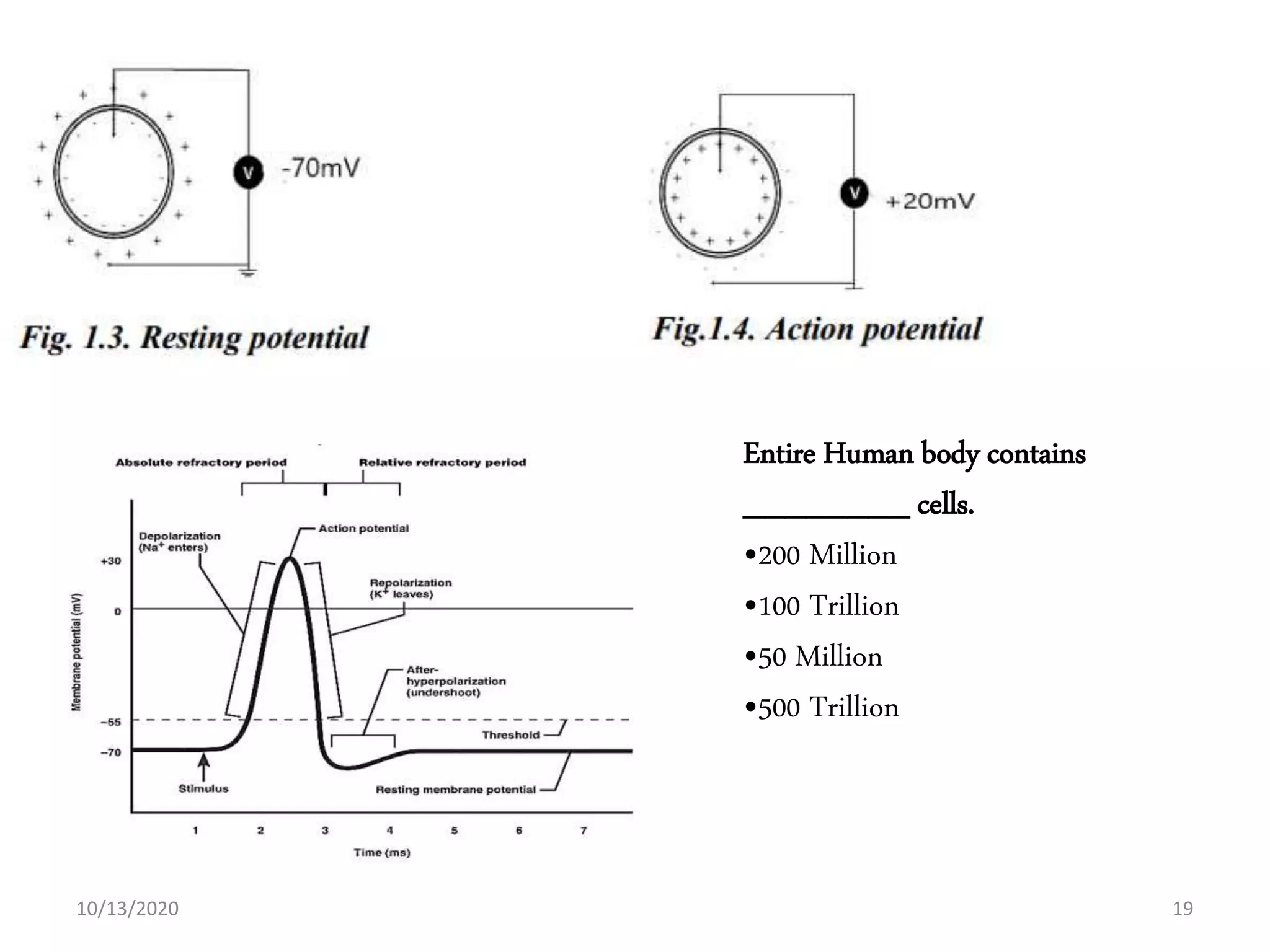 10/13/2020
Entire Human body contains
________ cells.
•200 Million
•100 Trillion
•50 Million
•500 Trillion
19
 