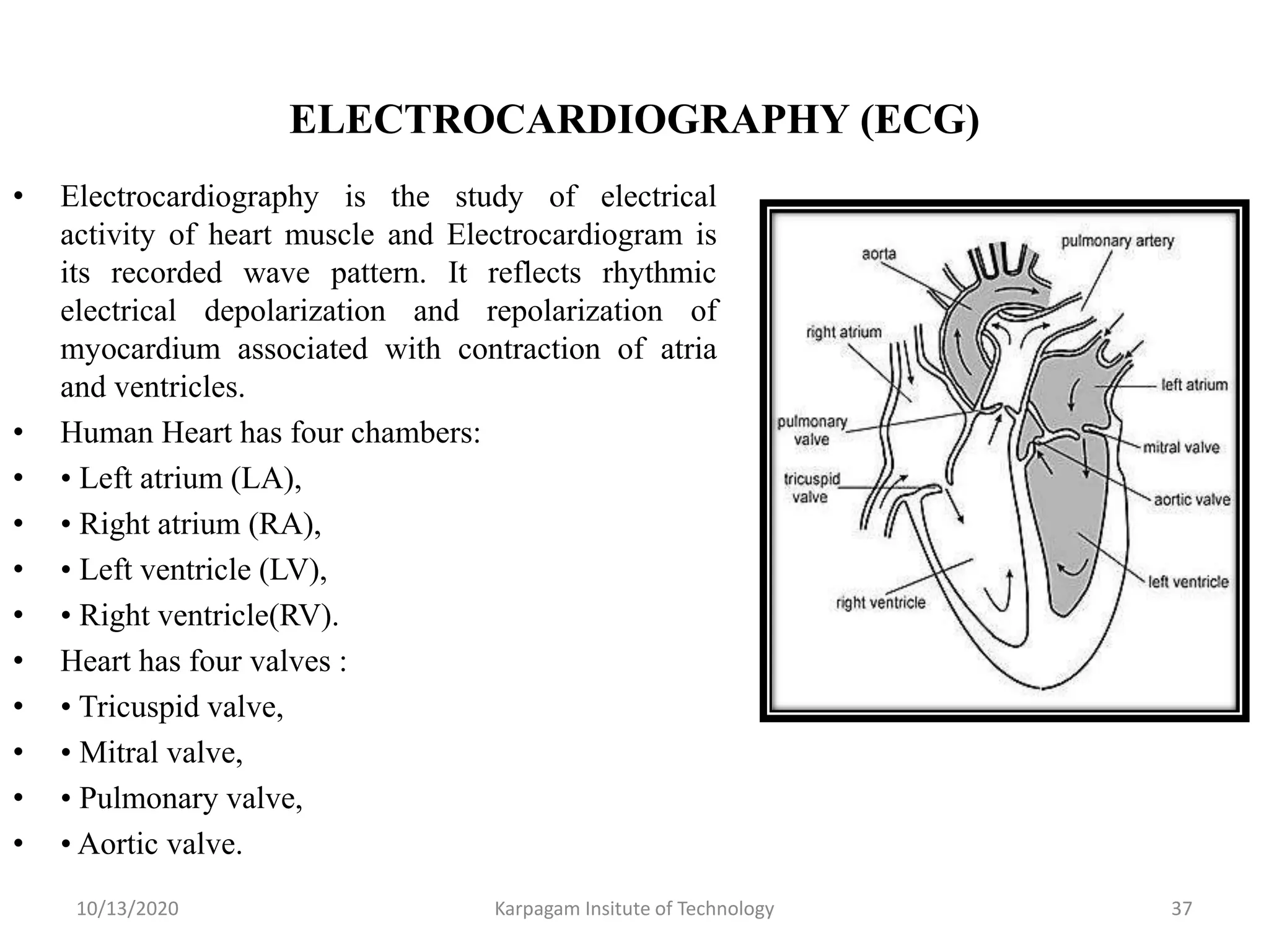 ELECTROCARDIOGRAPHY (ECG)
• Electrocardiography is the study of electrical
activity of heart muscle and Electrocardiogram is
its recorded wave pattern. It reflects rhythmic
electrical depolarization and repolarization of
myocardium associated with contraction of atria
and ventricles.
• Human Heart has four chambers:
• • Left atrium (LA),
• • Right atrium (RA),
• • Left ventricle (LV),
• • Right ventricle(RV).
• Heart has four valves :
• • Tricuspid valve,
• • Mitral valve,
• • Pulmonary valve,
• • Aortic valve.
10/13/2020 Karpagam Insitute of Technology 37
 
