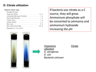 F 15 Lab 22 Carbohydrate metabolism | PPT