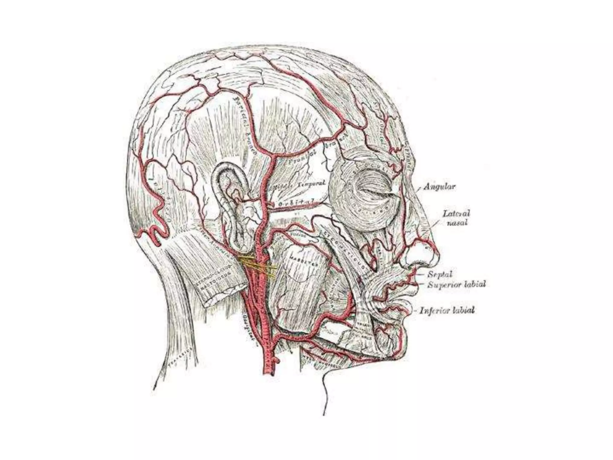 Anatomy of the external carotid artery (ECA) | PPT