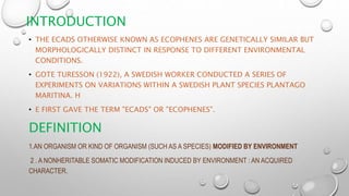 INTRODUCTION
• THE ECADS OTHERWISE KNOWN AS ECOPHENES ARE GENETICALLY SIMILAR BUT
MORPHOLOGICALLY DISTINCT IN RESPONSE TO DIFFERENT ENVIRONMENTAL
CONDITIONS.
• GOTE TURESSON (1922), A SWEDISH WORKER CONDUCTED A SERIES OF
EXPERIMENTS ON VARIATIONS WITHIN A SWEDISH PLANT SPECIES PLANTAGO
MARITINA. H
• E FIRST GAVE THE TERM "ECADS" OR "ECOPHENES".
DEFINITION
1.AN ORGANISM OR KIND OF ORGANISM (SUCH AS A SPECIES) MODIFIED BY ENVIRONMENT
2 . A NONHERITABLE SOMATIC MODIFICATION INDUCED BY ENVIRONMENT : AN ACQUIRED
CHARACTER.
 
